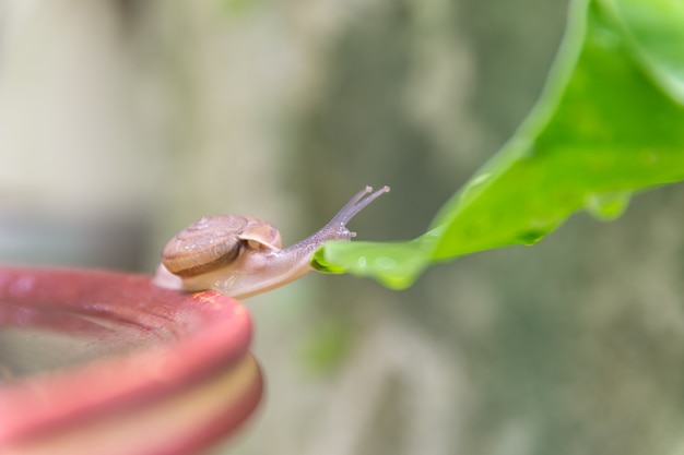 庭の鍋にカタツムリ葉を登る。