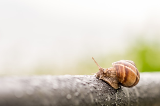 Snail in a rainy day