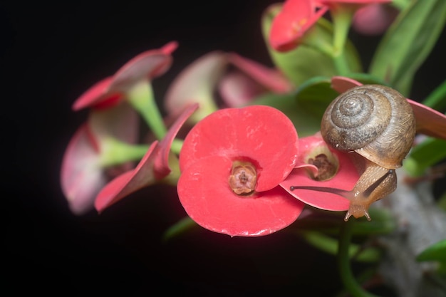 Snail on a red Euphorbia milii in the garden