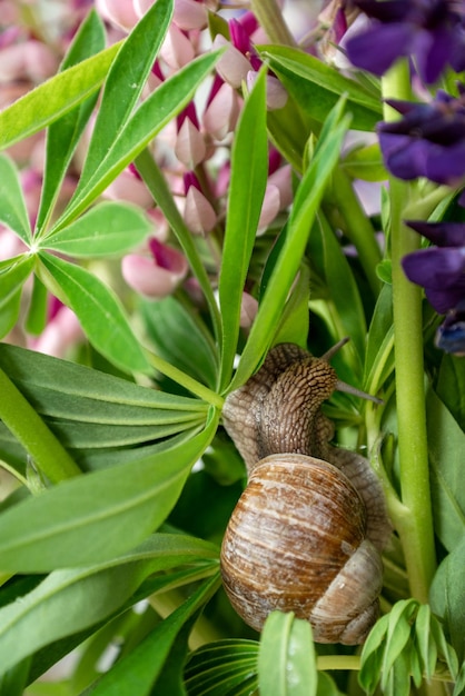 Snail restting among green leaves of flower