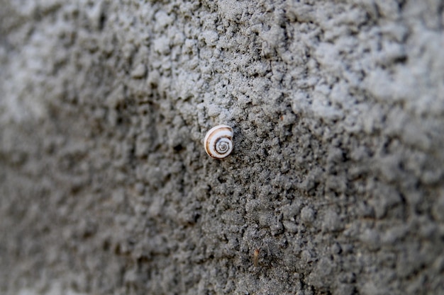 A snail on a rock