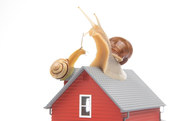 Snail on the roof of a house model on a white background The concept of home comfort and life in the house
