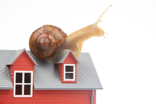 Snail on the roof of a house model on a white background The concept of home comfort and life in the house