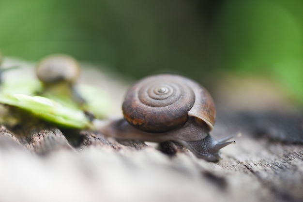 Photo snail in shell crawling on old wood