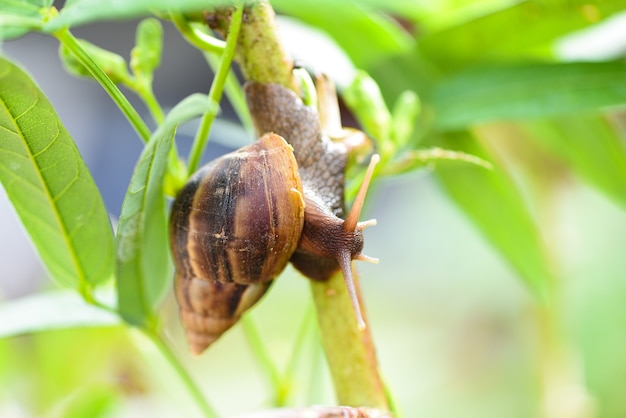 Snail in shell crawling on plant tree, summer day in garden snail