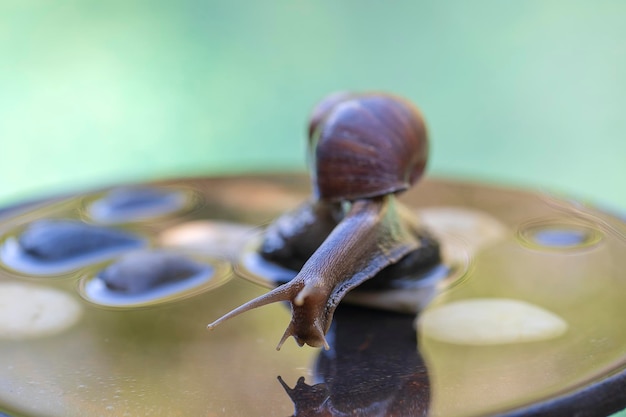 A snail in a shell crawls on a ceramic pot with water summer day in garden close up Bali Indonesia