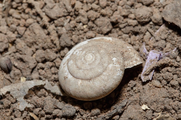 Photo snail shell detail closeup art