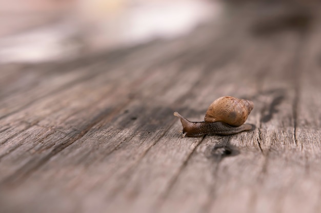 Snail shell on dry and old wooden log