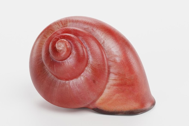 Photo snail shell red 3d render