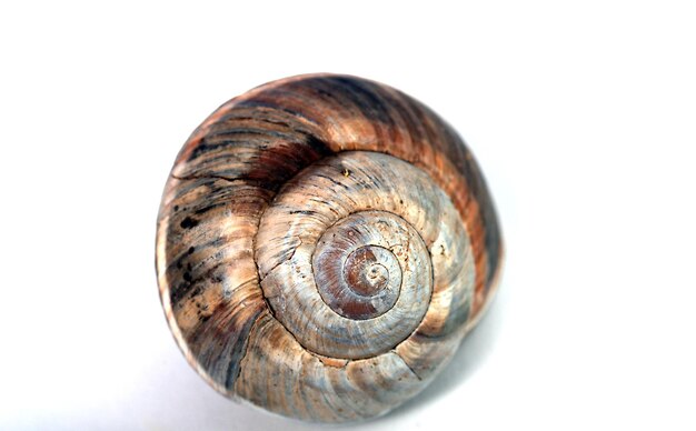 Snail shell