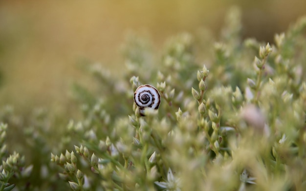 A snail sits on a plant in the garden.