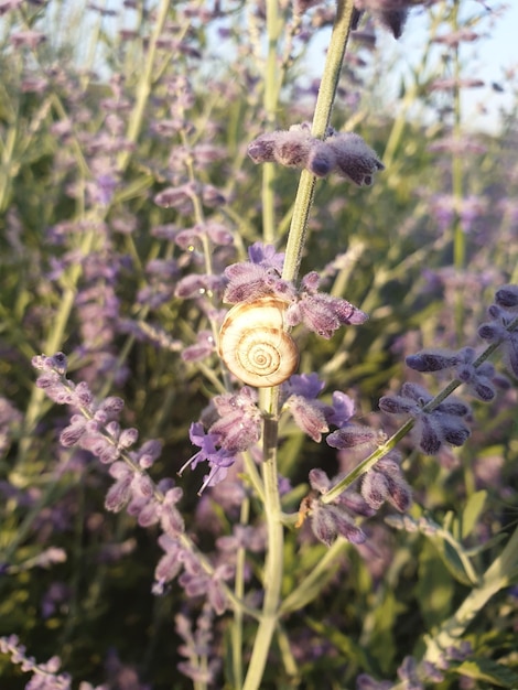 カタツムリは紫色の花の上に座っています