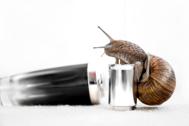 snail sitting on cosmetic bottle snail mucin moisturizing cream and serum