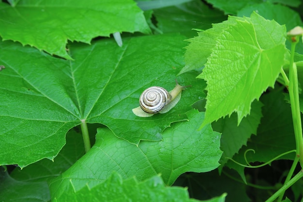 庭の背景の緑の葉の上に座っているカタツムリ