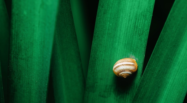 植物の葉の上に座っているカタツムリ