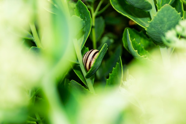 the snail sleeps on a leaf.