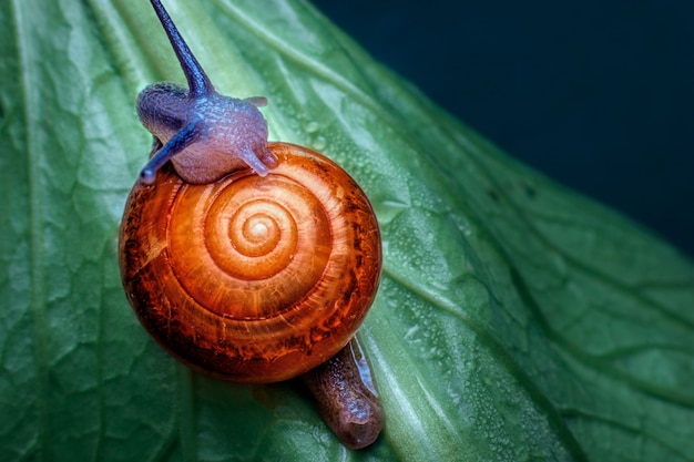 Foto bava di lumaca su foglia di papaia