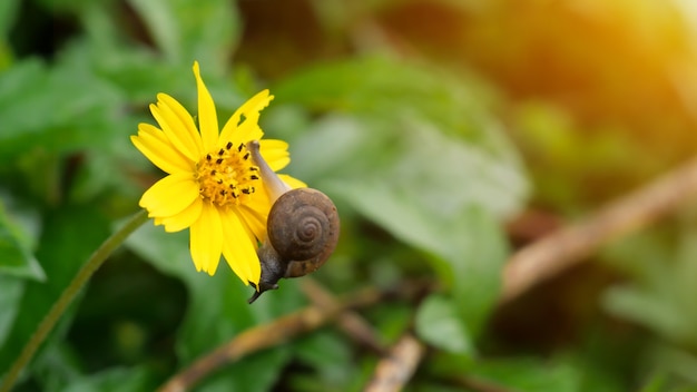 A snail slithering on a yellow jacoba flower.