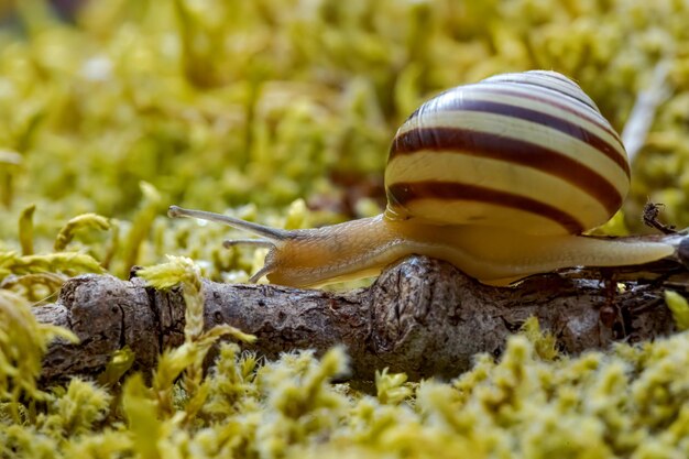 Foto lumaca che striscia lentamente lungo il primo piano super macro