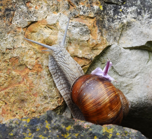 Snail Slug on stone background with lilac flower on back.