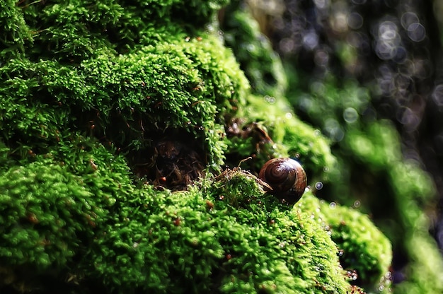 snail / small snail in the forest in the shell, macro photo