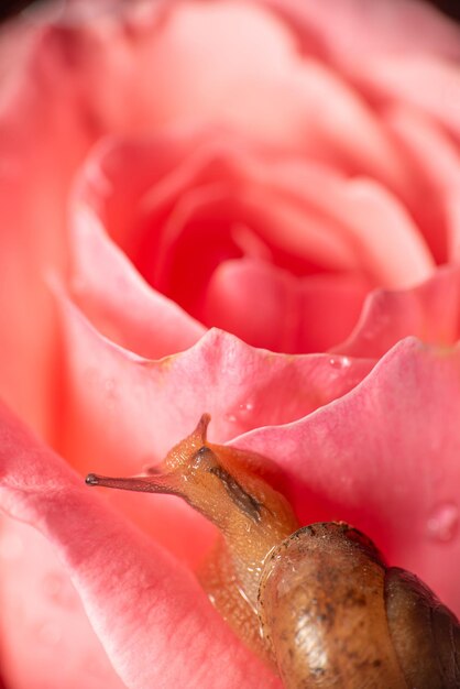 小さなカタツムリがバラの花びらに歩いている 選択的な焦点