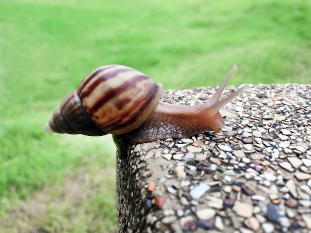 写真 カタツムリ、緑色の背景で石の上のカタツムリ。