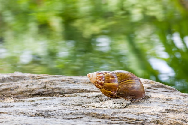 Snail on the stone in garden 