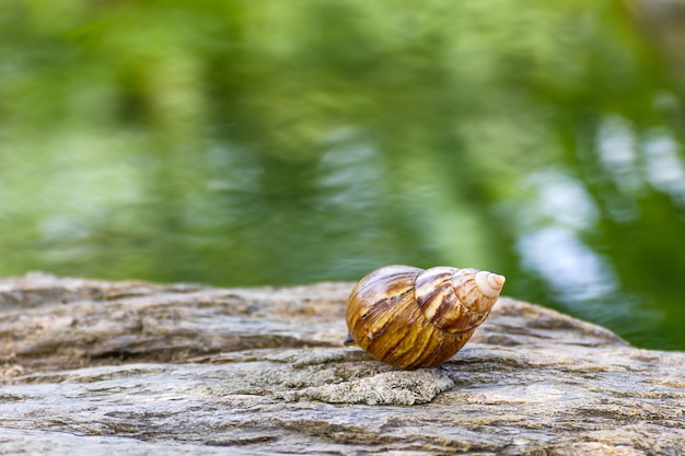 Snail on the stone in garden 