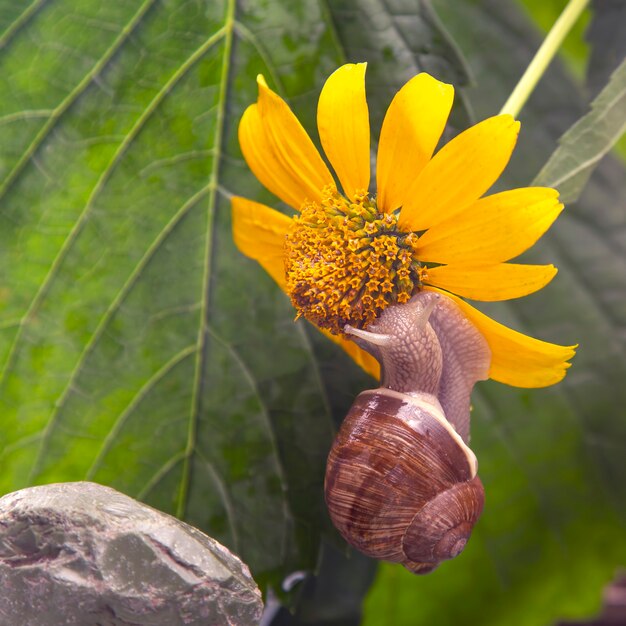 snail on a stone pyramid is drawn to the scent of a yellow flower.