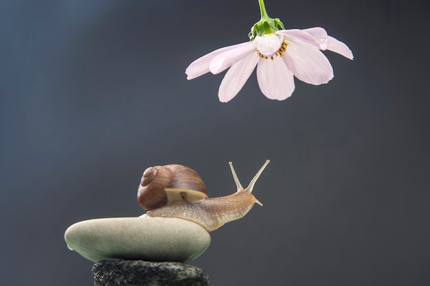 snail on a stone pyramid stretches to reach a white flower.