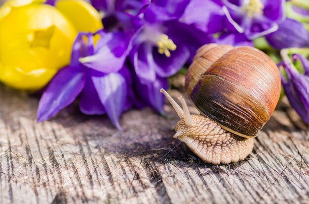 Snail on the stump in the garden on a sunny day with beautiful flowers