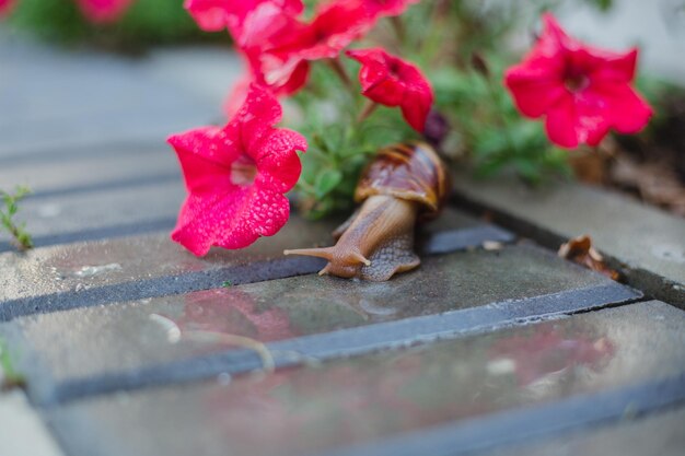 Foto una lumaca su un tavolo con fiori rossi