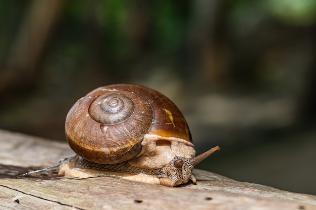 The snail on the timber.