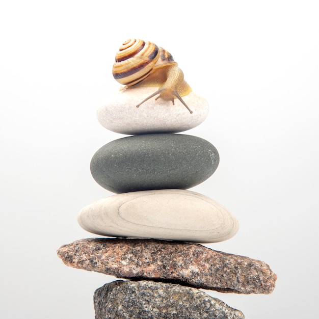돌 피라미드 위에 달팽이. 연체 동물과 무척추 동물. 진미 고기와 음식