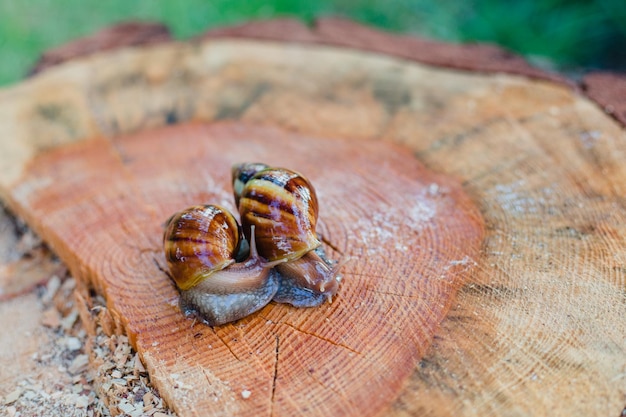 Photo a snail on a tree stump