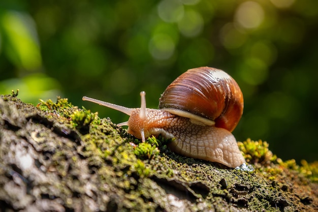 Photo snail on a tree in a summer park outdoors