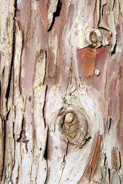 Snail on tree trunk background Smooth bark of a tree with snails