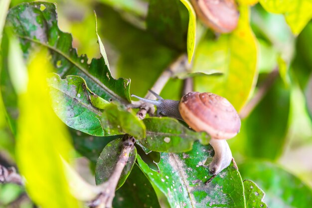 Photo snail on the tree