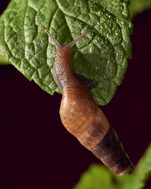 Snail walking on mint leaf