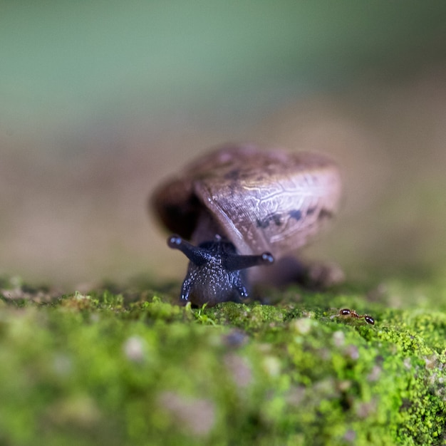 写真 苔の上を歩くカタツムリのクローズアップ