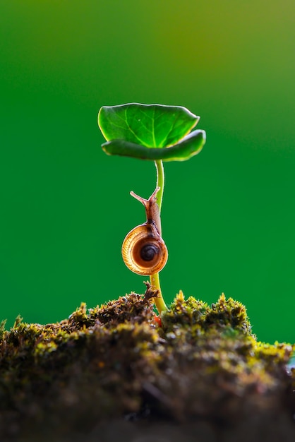 Snail  walking on  plant in garden