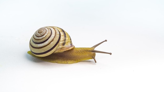 snail on a white background