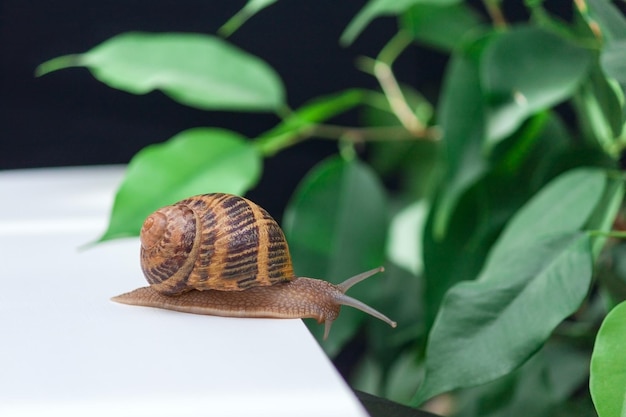 Snail on white table with green leaves background. Copy space.