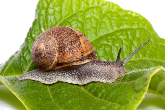 Snail on white