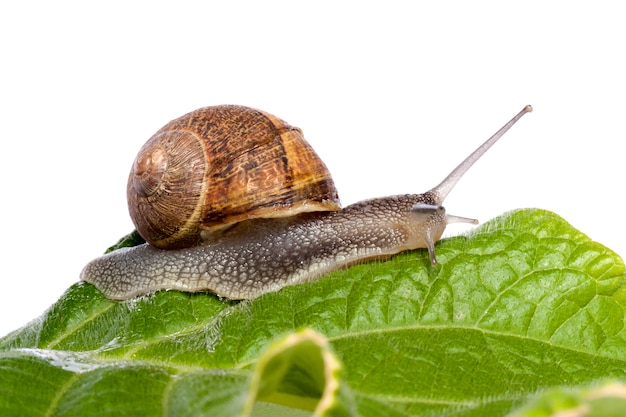Photo snail on white
