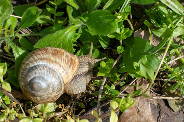 A snail with a house on its back crawls on the grass