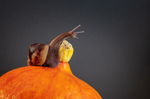 Snail with long tentacles on pumpkin