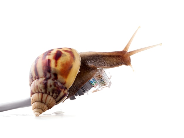 Snail with rj45 connector symbolic photo for slow internet connection broadband connection is not available everywhere