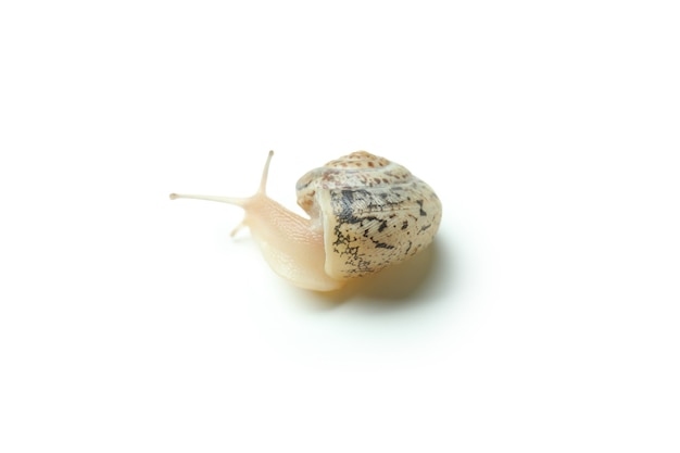 Snail with shell isolated on white background